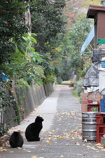 街のねこたち