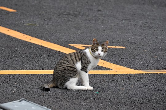 街のねこたち