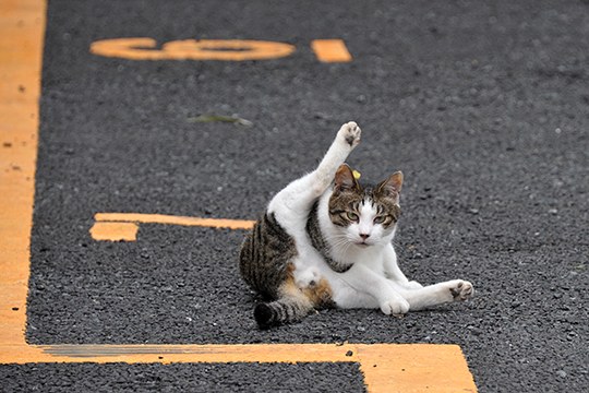街のねこたち