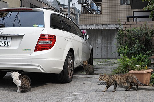 街のねこたち