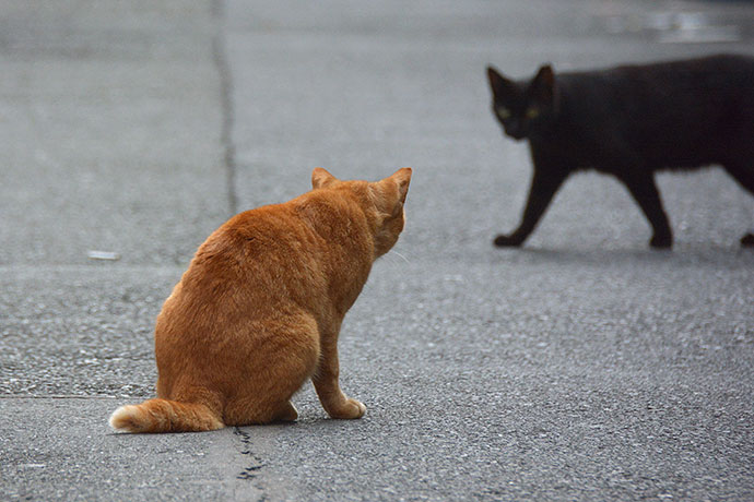 街のねこたち