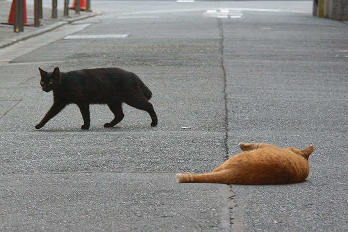街のねこたち
