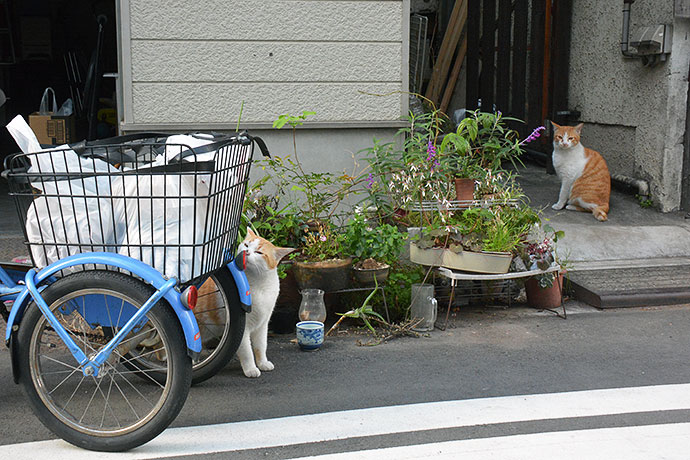 街のねこたち