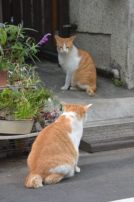 街のねこたち