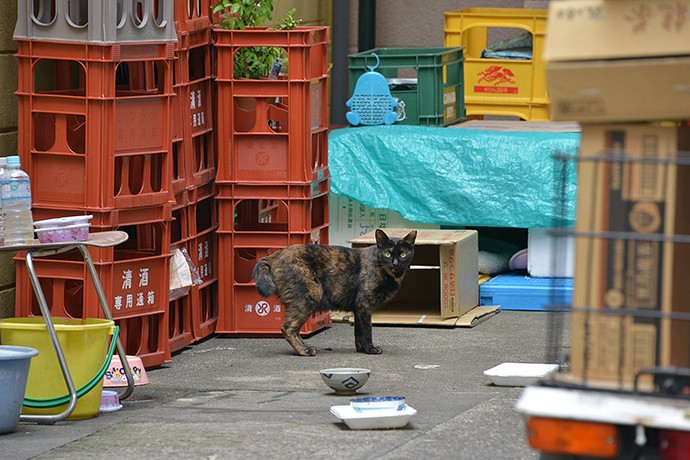 街のねこたち