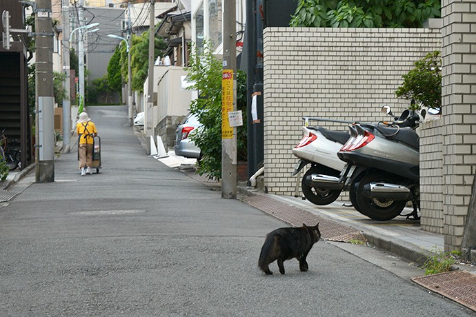 街のねこたち