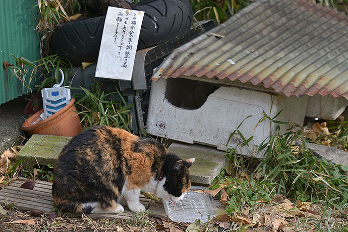 街のねこたち