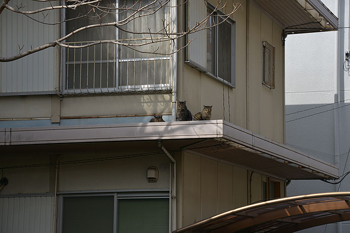 街のねこたち