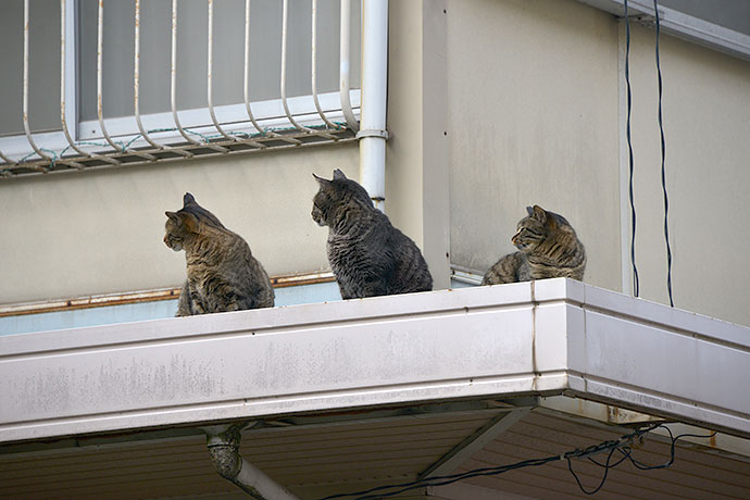 街のねこたち