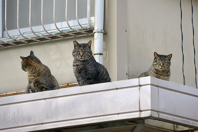 街のねこたち