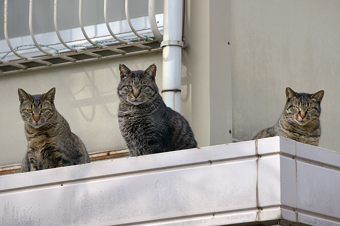 街のねこたち