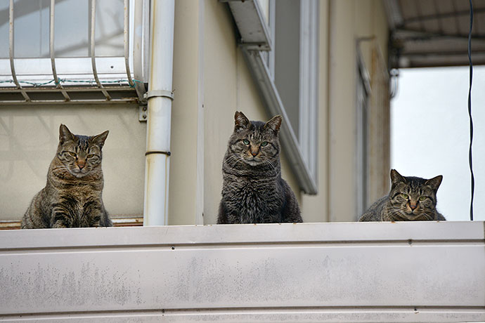 街のねこたち