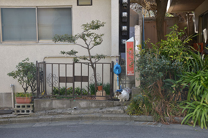 街のねこたち