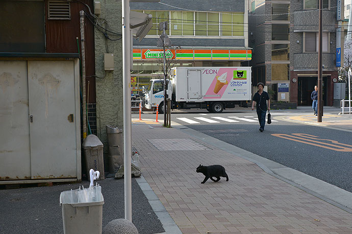 街のねこたち