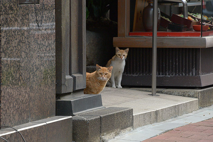 街のねこたち