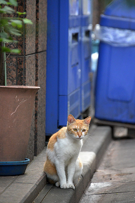 街のねこたち