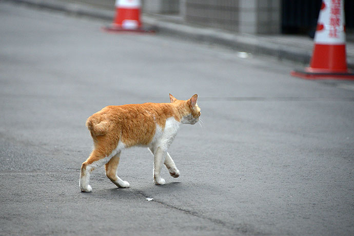 街のねこたち