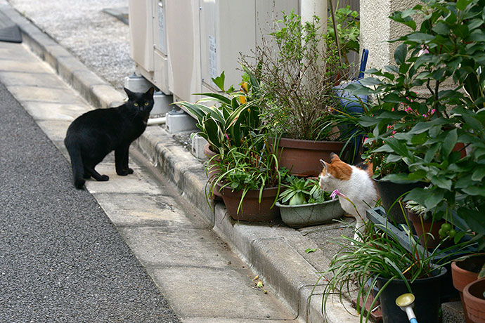 街のねこたち