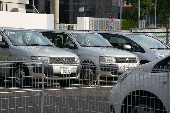 街のねこたち