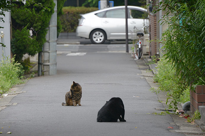 街のねこたち