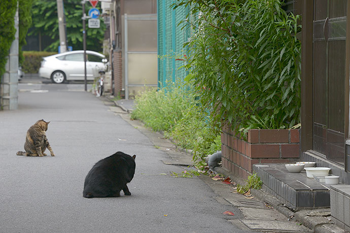 街のねこたち