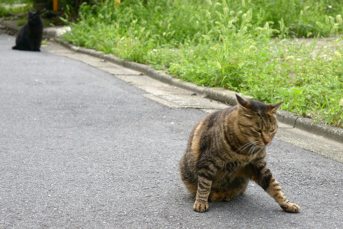 街のねこたち