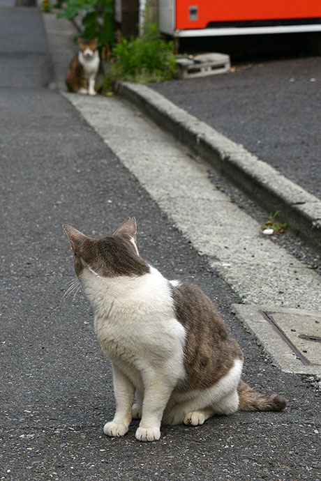 街のねこたち