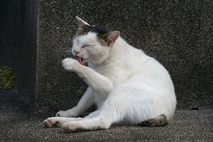 街のねこたち