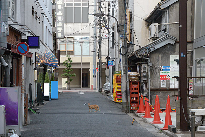 街のねこたち