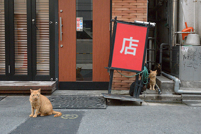 街のねこたち