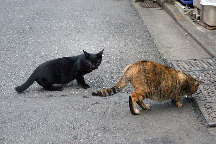 街のねこたち