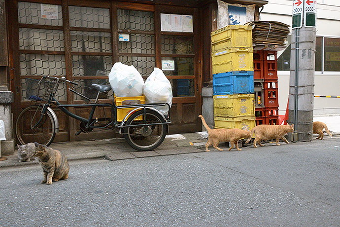 街のねこたち