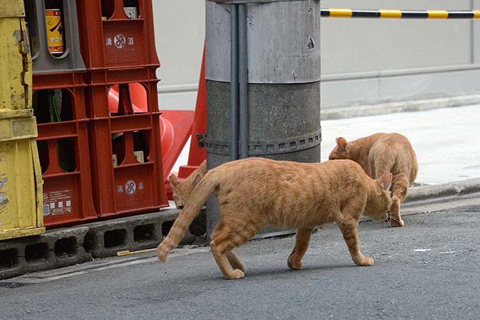 街のねこたち