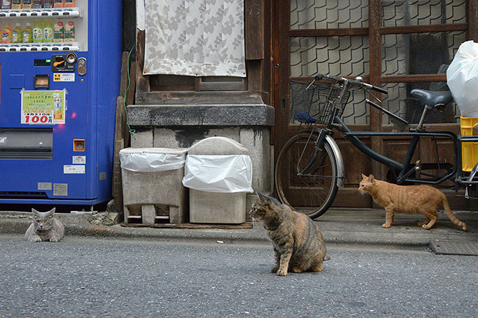 街のねこたち