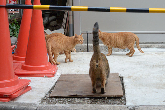 街のねこたち