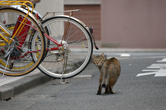 街のねこたち