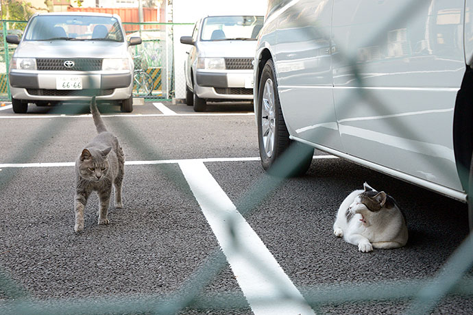 街のねこたち