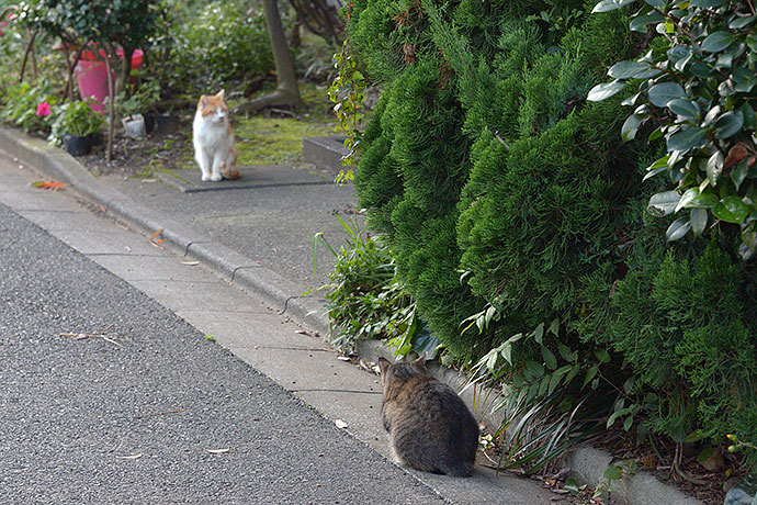街のねこたち