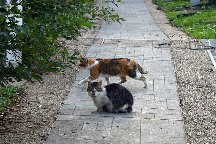 街のねこたち
