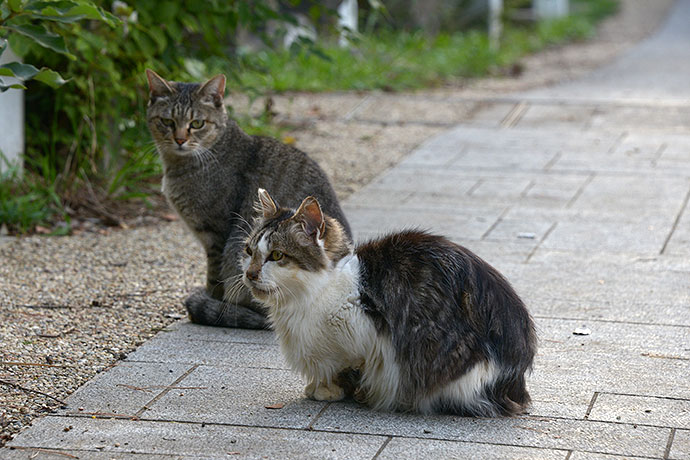 街のねこたち