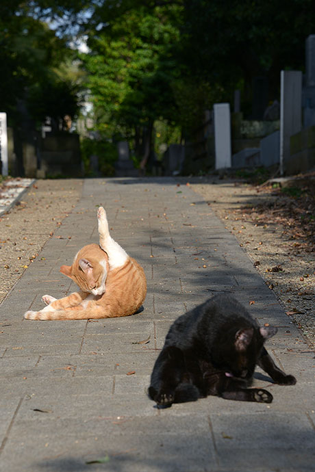 街のねこたち