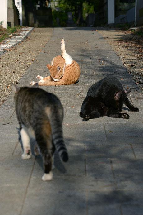 街のねこたち