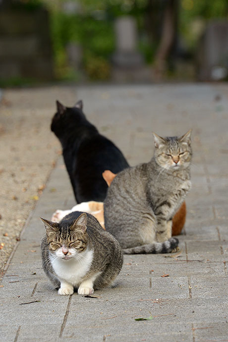 街のねこたち