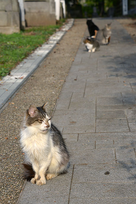 街のねこたち