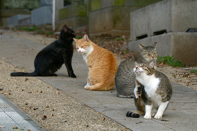 街のねこたち