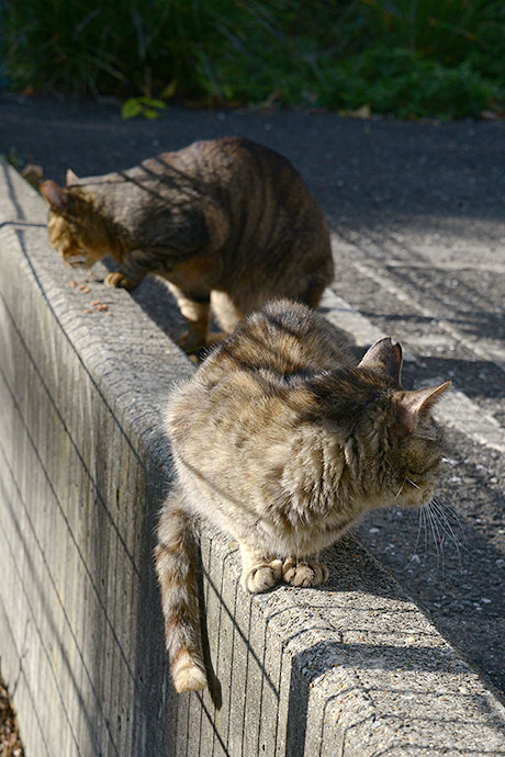 街のねこたち