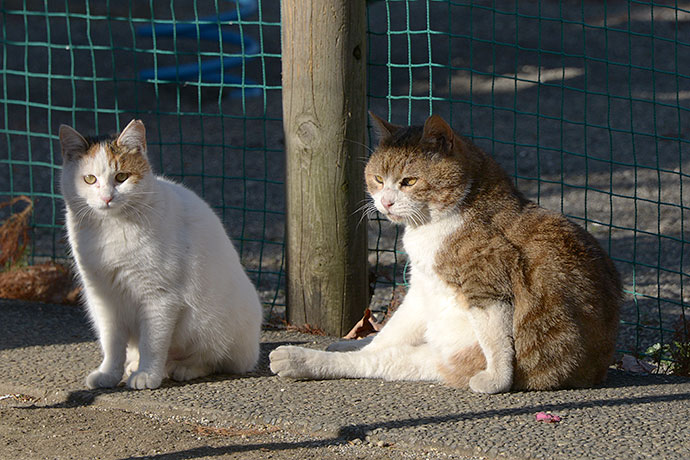 街のねこたち