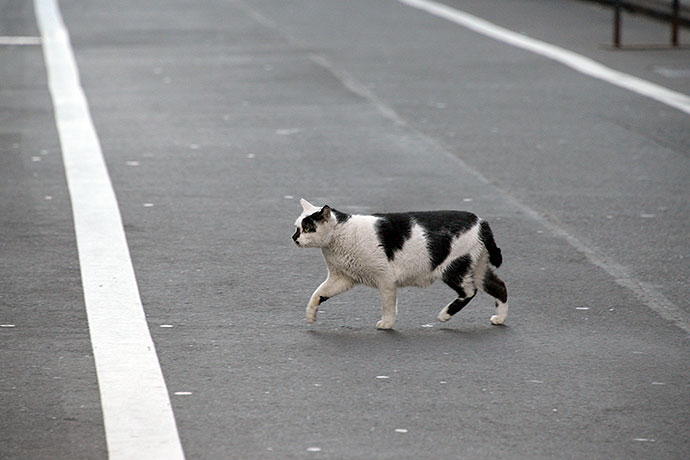 街のねこたち
