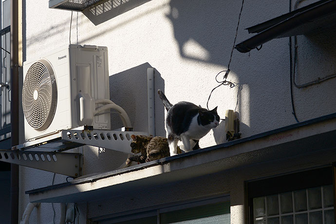 街のねこたち