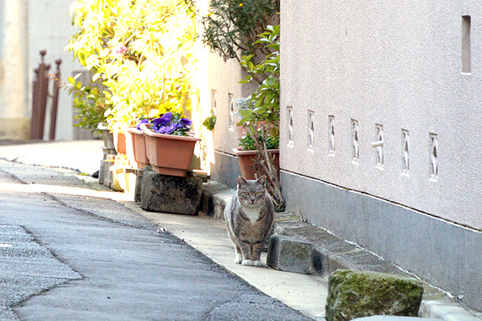 街のねこたち